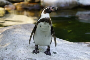 Obraz premium The Humboldt penguin (Spheniscus humboldti) is a medium-sized penguin. It resides in South America, its range mainly contains most of coastal Peru.
