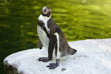 The Humboldt penguin (Spheniscus humboldti) is a medium-sized penguin. It resides in South America, its range mainly contains most of coastal Peru.