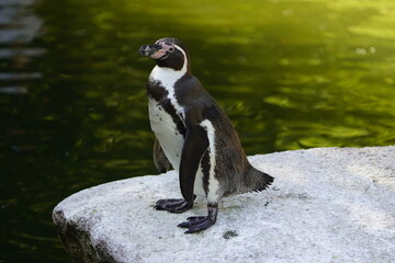 The Humboldt penguin (Spheniscus humboldti) is a medium-sized penguin. It resides in South America, its range mainly contains most of coastal Peru.