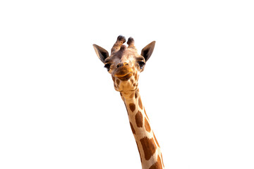 Close up shot of giraffe head isolate on white background