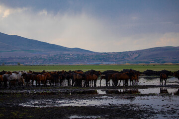 Yilki horses are running on the river. Yilki horses in Hormetci villiage in Kayseri Turkey .They...