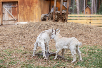 Two white little goats play with each other on the farm. Breeding goats and sheep. Housekeeping. Cute with funny. 