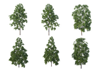 Fototapeta premium Tree on a white background