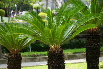 Cycas Revoluta (pakis haji, Cycas revoluta, Sotetsu, sago palm, king sago, sago cycad, Japanese sago palm) in the garden. This is also called kungi (comb) palm in Urdu speaking areas - obrazy, fototapety, plakaty