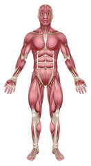 Muscles of Human Body Medical Anatomy Illustration