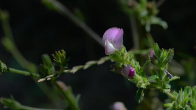 Spiny Restharrow in natural ambient (Ononis spinosa) - (4K)