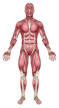 Muscles of Human Body Medical Anatomy Illustration