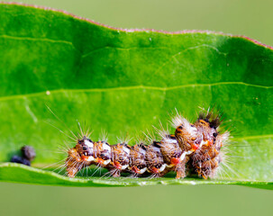 Caterpillar (lat. Acronicta rumicis). The caterpillars have a white lateral stripe, which is interrupted by red spots, and paired white spots on the back. They are very voracious, they feed on various
