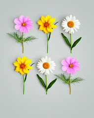Daisy, cosmos flowers color card and creative layout
