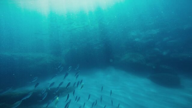 Fish Swim In A Reef