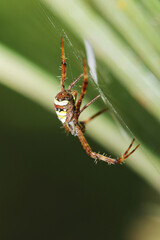 spider on a web