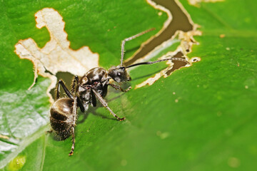 black ant on a leaf