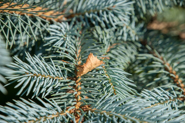 Naklejka na ściany i meble A birch leaf lies on a branch of a fir tree