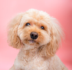 Cavoodle