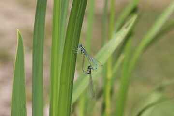 common bluet common or blue damselfly Enallagma cyathigerum mating