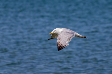Fototapeta na wymiar The American herring gull or Smithsonian gull (Larus smithsonianus or Larus argentatus smithsonianus) in flight
