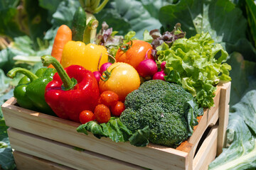 Wooden crate filled with fresh organic vegetables in farm.