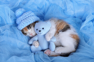 Little Cat in a blue hat sleeps and hugs a little toy Bunny. Kitten lies and dozes on a blue background. Cute Cat close up. Tabby. Pet care. Kitten with closed eyes. Concept of adorable little pets