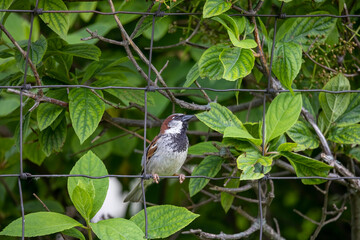 The house sparrow (Passer domesticus). The male on the fence.