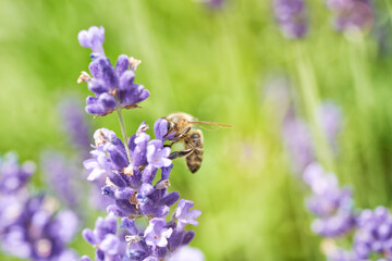 Bee picking pollen lavender flower. Defocused nature violet and green in background.
