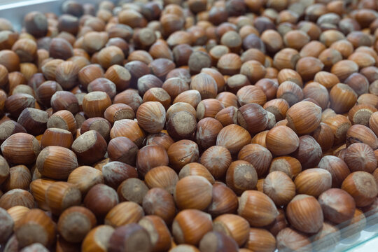 Many Hazelnuts Exposed inside a Large Container