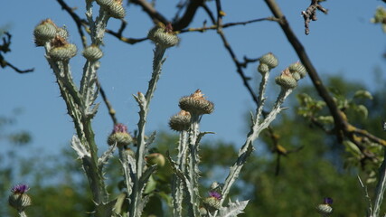 SONY DSC