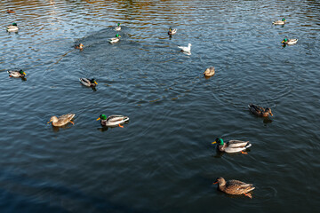 Geese swimming on the lake . Flock of wild birds on the water 