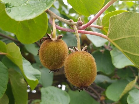 green walnuts on tree