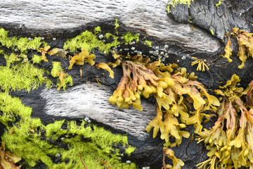 Seaweed growing on a fallen tree at Durgan Quay Cornwall