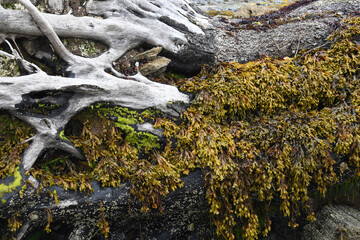 Seaweed growing on a fallen tree at Durgan Quay Cornwall