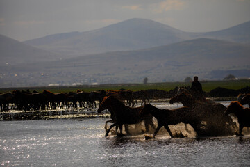 Yilki horses are running on the river. Yilki horses in Hormetci villiage in Kayseri Turkey .They...
