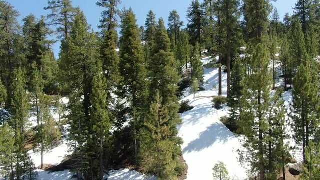 Snow Covered Winter Forest Aerial Shot San Bernardino Mountains Elevate California USA