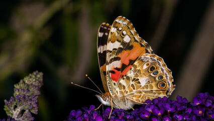 Distelfalter sitz auf Sommerflieder