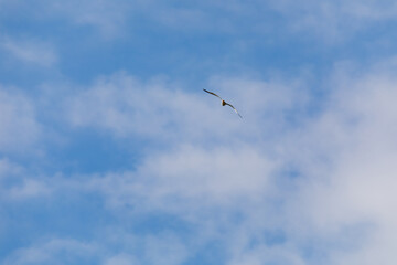 Cielo azzurro intenso con poche  nuvole bianche e piccola figura di uccello gabbiano che vola.