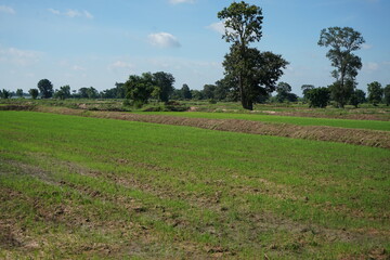 Fototapeta na wymiar Agricultural land and land preparation before planting