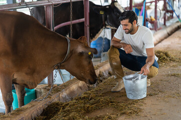 Caucasian dairy farmer male working alone outdoors in cow paddock farm. Handsome young man agricultural farmer feeding herd of cows with hay grass in cowshed with happiness at livestock farm industry.