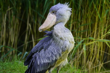 The Shoebill (Balaeniceps rex) also known as Whalehead or Shoe-billed Stork, is a very large stork-like bird.