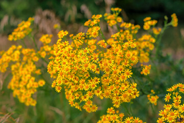 Yellow flowers against the background of a blurred meadow in Poland