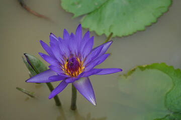 lotus flower in the park