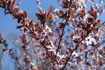 Flowering branches of purple leaved prunus pissardii in April