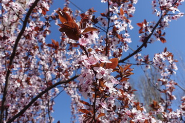 Pastel pink flowers of purple leaved prunus pissardii in April