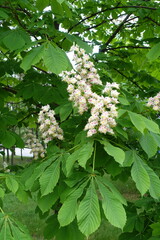 Panicles of flowers in the leafage of horse chestnut tree in May