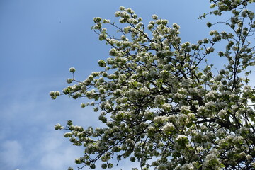 Cloudy sky and crown of blossoming pear tree in mid April