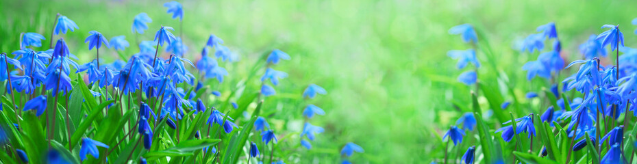 spring banner with blooming scilla flower on green lawn - obrazy, fototapety, plakaty