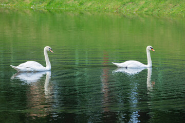 couple of swans on a pond in a park in summer