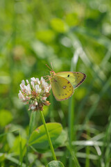Clouded yellow butterfly (Genus Colias).