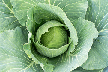 Fototapeta premium large green cabbage ovary in the garden or orchard, farm eco vegetables