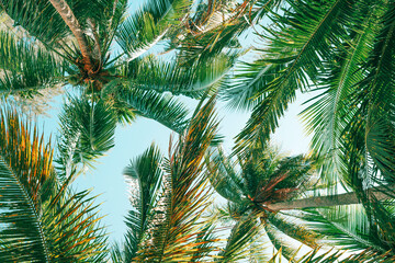 Background summer tropical, Coconut tree at tropical coast, Low angle view, Vintage Tones