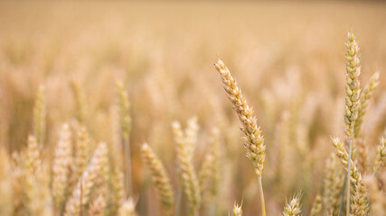 Getreidehalme im Feld