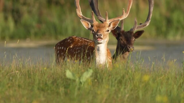 European fallow deer grazing in lush meadow; slow motion
